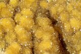 Intense Orange Calcite Crystal Cluster - Poland #311460-1